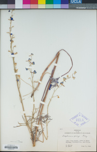 Delphinium parryi image