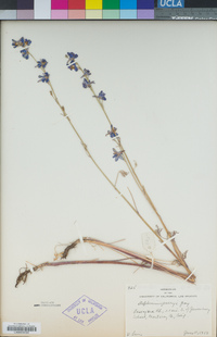 Delphinium parryi image