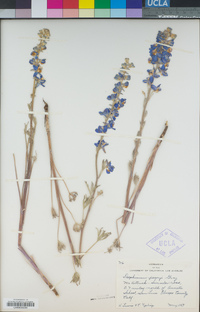 Delphinium parryi image