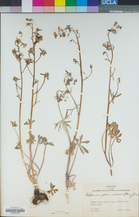 Delphinium patens image