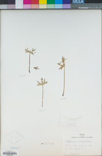 Delphinium umbraculorum image