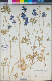 Delphinium variegatum image