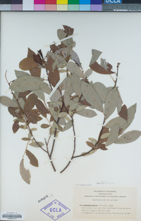 Salix hookeriana image