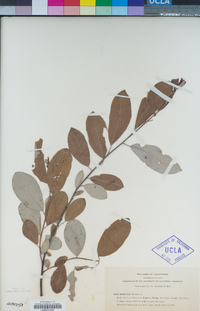 Salix hookeriana image