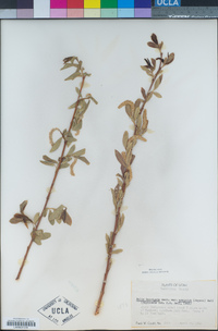 Salix laevigata image