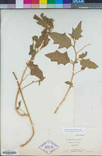 Image of Solanum dimidiatum
