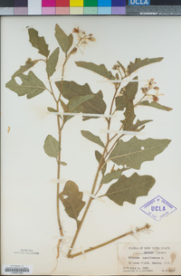 Solanum carolinense image