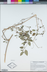 Solanum americanum image