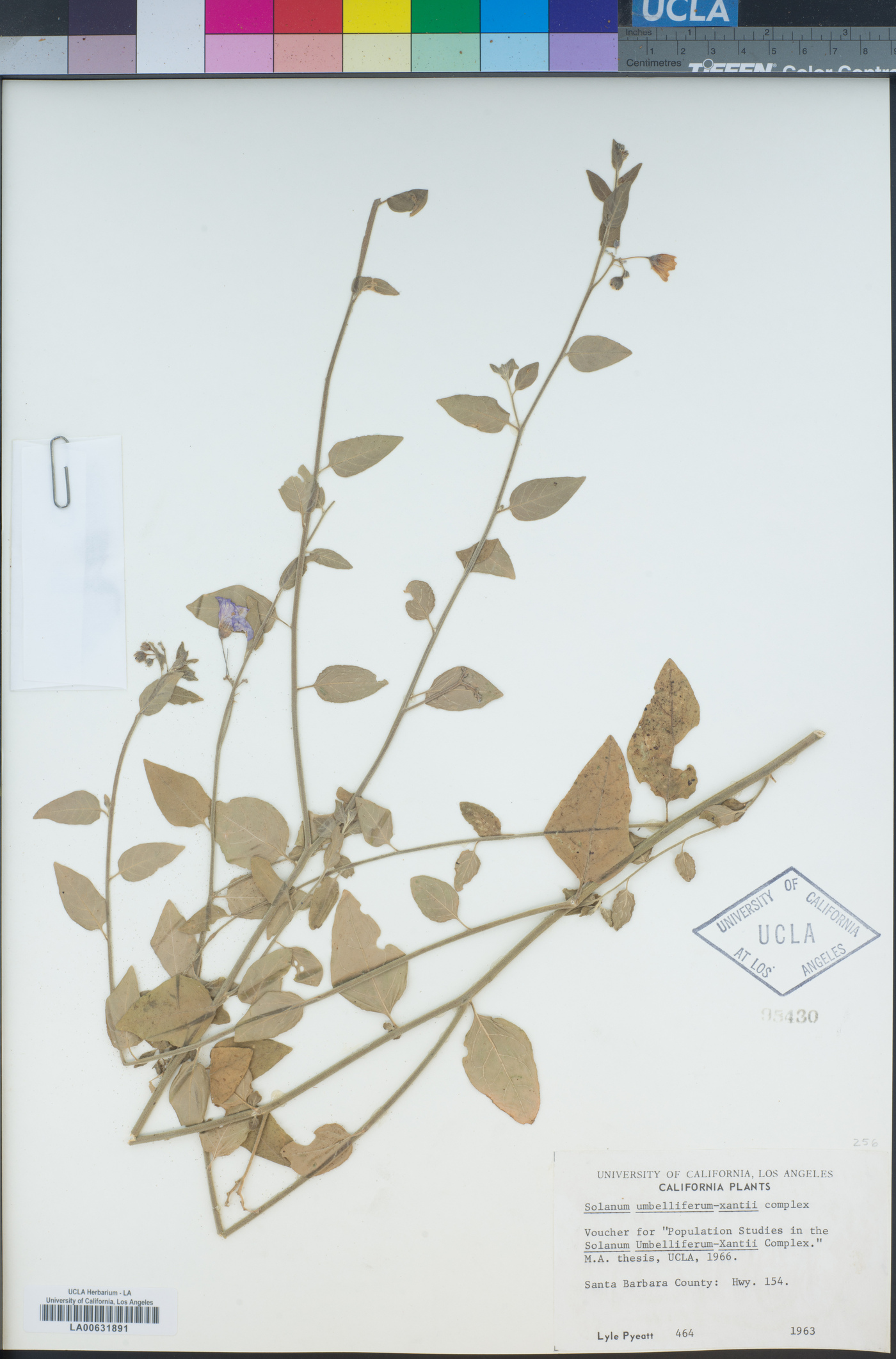 Solanum umbelliferum var. xanti image
