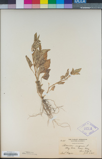 Solanum nigrum image