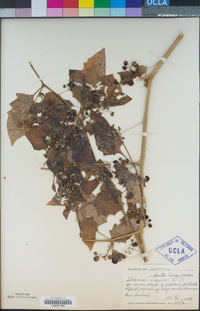 Solanum nigrum image