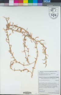 Camissoniopsis pallida image