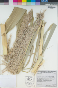 Arundo donax image