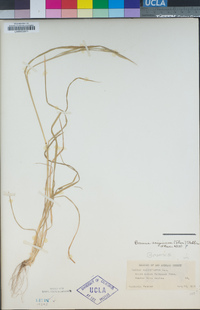 Bromus arizonicus image