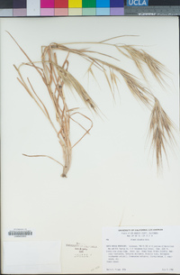 Bromus diandrus image