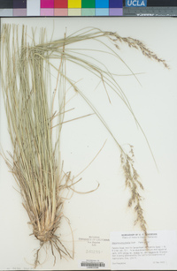 Stipa brachychaeta image