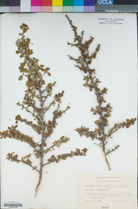 Rhamnus crocea image