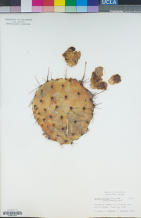 Opuntia oricola image