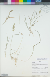 Polypogon imberbis image