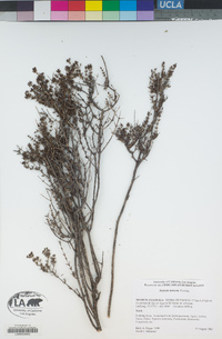 Image of Arcytophyllum fasciculatum