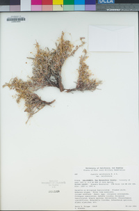 Cuscuta californica image