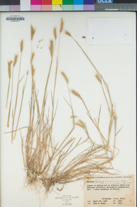 Hordeum depressum image