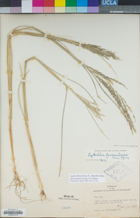 Leptochloa fusca subsp. fascicularis image