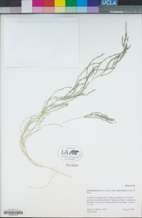 Leptochloa fusca subsp. fascicularis image