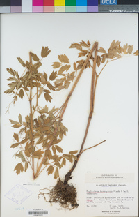 Thalictrum dasycarpum image