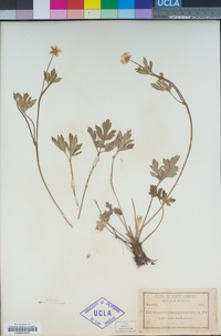 Ranunculus hispidus var. nitidus image
