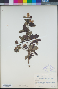 Ceanothus oliganthus image