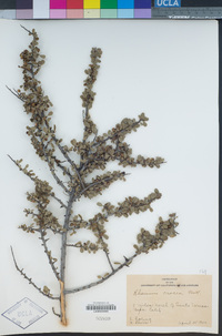 Rhamnus crocea image