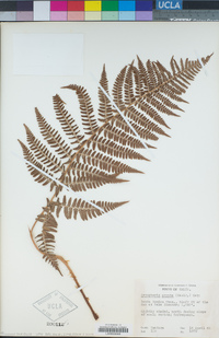 Dryopteris arguta image