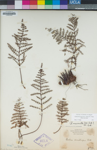 Pellaea mucronata var. mucronata image