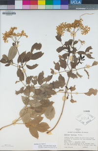 Sambucus nigra subsp. caerulea image