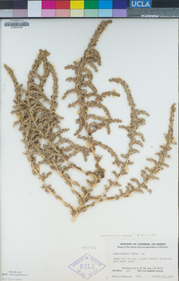 Amaranthus albus image