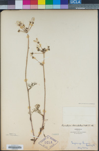 Lomatium utriculatum image