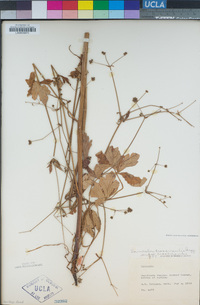 Sanicula crassicaulis image