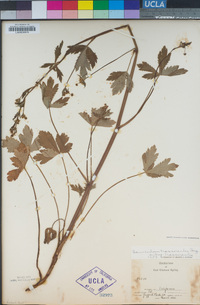 Sanicula crassicaulis image