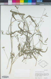 Torilis arvensis image