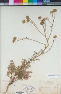 Chaenactis artemisiifolia image