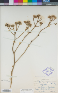 Chaenactis artemisiifolia image