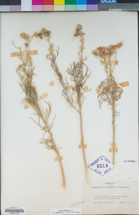 Senecio flaccidus image