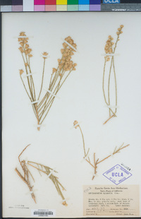 Lepidospartum squamatum image