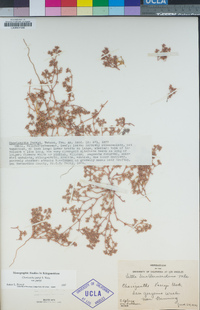 Chorizanthe parryi var. parryi image