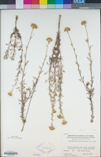 Eriophyllum confertiflorum image