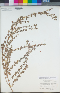 Acmispon argophyllus image