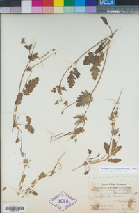 Erodium brachycarpum image