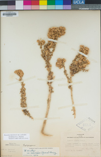 Isocoma menziesii var. sedoides image