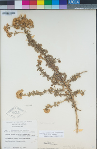 Isocoma menziesii var. vernonioides image